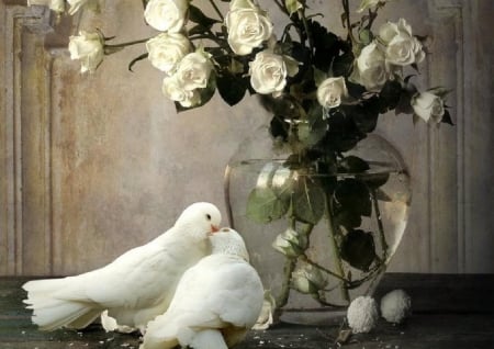 white roses and dove love - animals, dove, white roses, love, birds