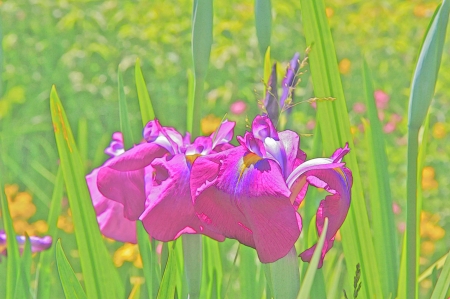 China Painting - Natural, Flower, Photo Effect, Iris