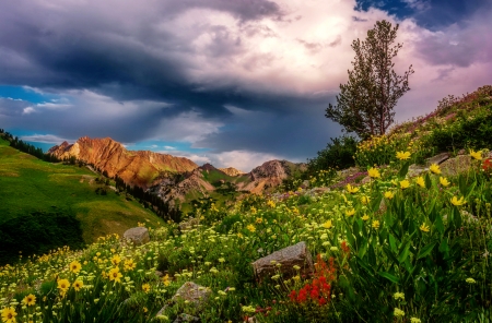 Mountain wildflowers - sky, slope, mountain, summer, spring, rocks, nature, beautiful, grass, wildflowers