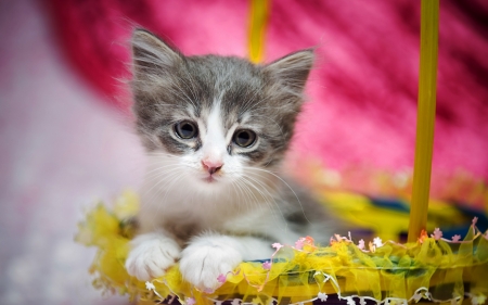 Hug me :) - Cute, Sweet, Kitten, Little