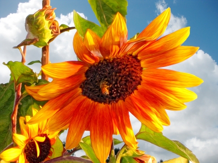 Sunflower - Sunflower, Summer, Flower, Nature