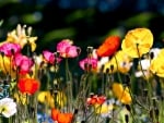 Colorful poppies