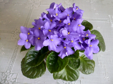 Sweet Violets 