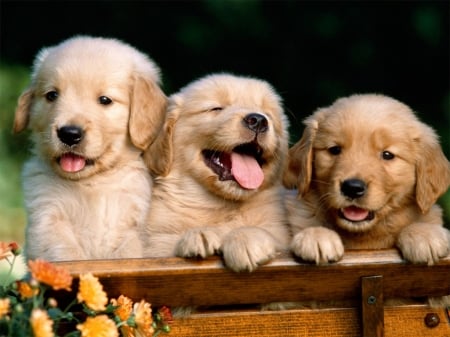 THREE CUTE PUPPIES - three, adorable, cute, puppies