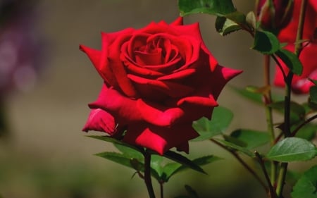 Red Rose - nature, petals, red, flowers, rose