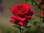 Red Rose