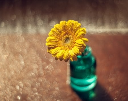 Still Life - flower, gerbera, abstract, soft