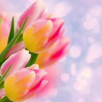Tulips background