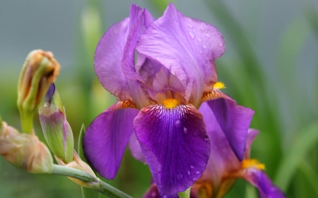 Iris - purple, green, iris, flower, pink