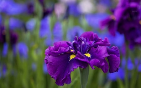 Iris - flower, purple, iris, blue, green