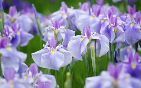 Irises - flower, purple, iris, pink, flowers, field, nature, green