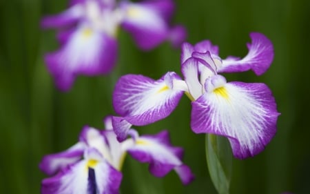 Irises - white, flower, purple, iris, pink, yellow, green