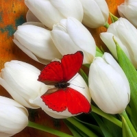 Butterfly on White Tulips