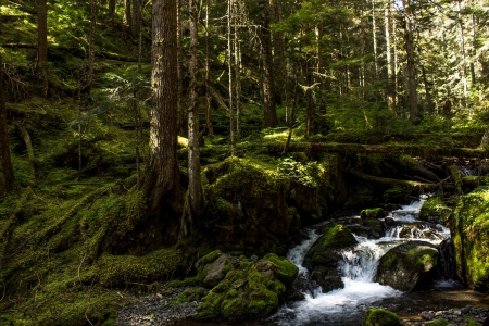 Quilcene River - nature, fun, forest, cool, river