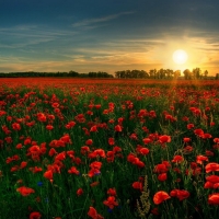 Poppy Field