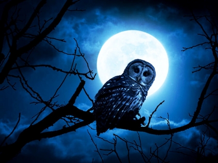 Night owl - moon, tree, dark, branch