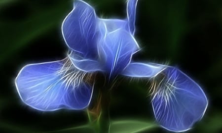 Iris Fractal - nature, iris, fractalius, flower, fractal