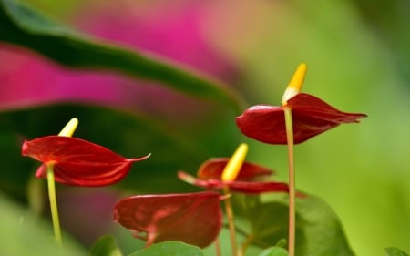 Beautiful Flowers - macro, res, anthurium, flowerrs