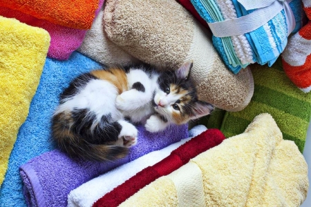 ..Fawn with the Towels.. - love four seasons, animals, cats, towels, lovely, cute, kitten