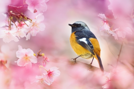 Bird - flowers, pink, cute, bird