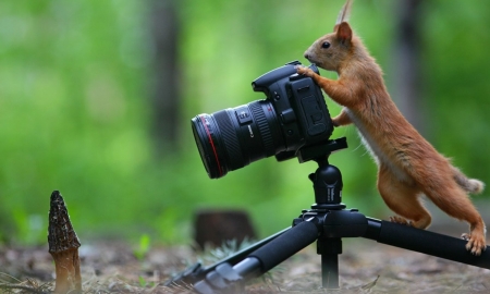 :) - cute, camera, squirrel, photography