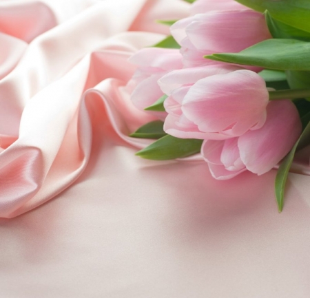 Tulips - nature, tulips, pink, soft