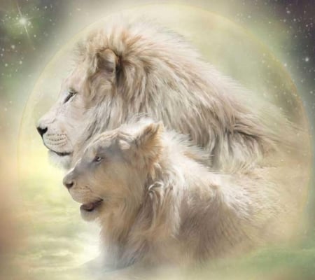 Couple_of_lions - white, lion, couple, heaven