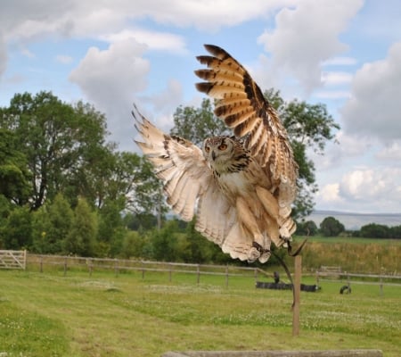 Owl - owl, big, fly, sky