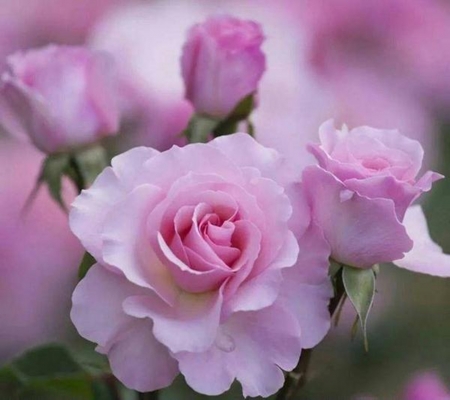 pink flower - lovely, flower, pink, beautiful