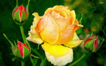 yellow rose - nature, buds, yellow, pretty, rose, flower