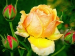 yellow rose