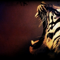 roaring tiger