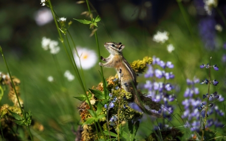 Chipmunk - animal, green, cute, flower, chipmunk, squirrel