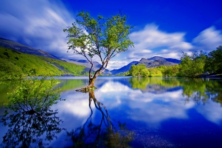 Blue reflections - blue, beautiful, tranquil, reflection, crystal, tree, shore, clear, serenity, waters, lake, sky