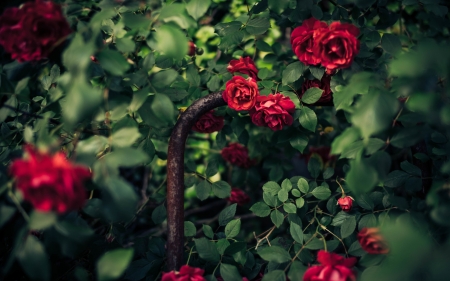 Roses - red, green, summer, rose, flower