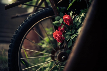 Roses - black, green, photography, rose, flower, wheel