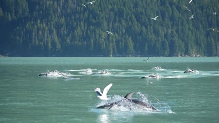 Dolphins and Gulls - hunting, fishing, mcknights inlet, dolphins, gulls