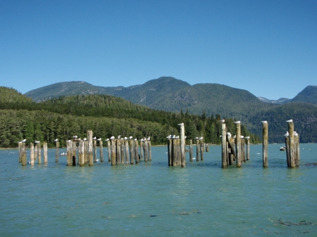 The Gulls - morning, mountains, piles, gulls