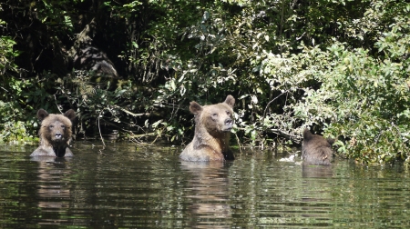 Grizzly Bear and Cubs - fishing, cubs, family, grizzly