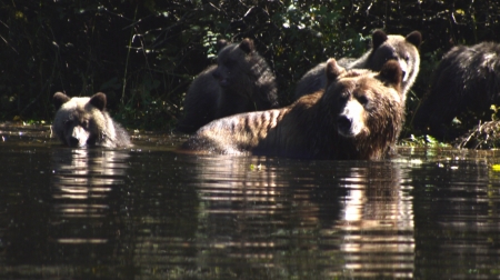 Grizzly and Four Cubs - familly, cubs, fishing, grizzly