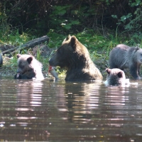 Grizzly and Four Younger Cubs.