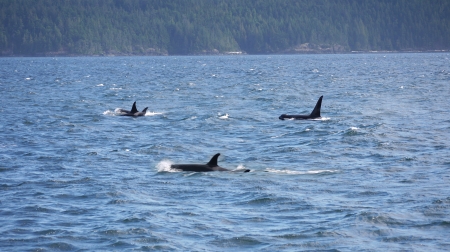 Orcas off Vancouver Island. - pod, killer whales, vancouver island, orcas