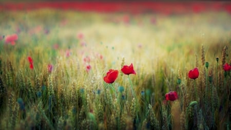 Summer - flowers, blossoms, artwork, poppies