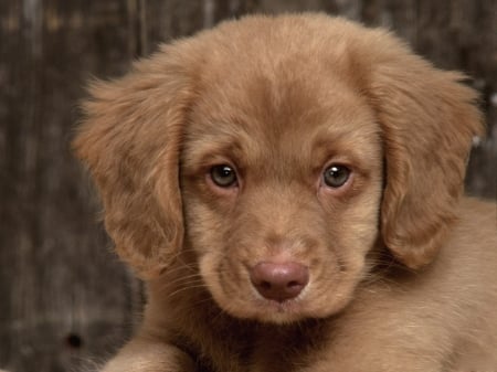 sad puppy 2 - cute, puppy, adorablee, sad