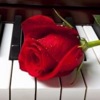 Rose on Piano