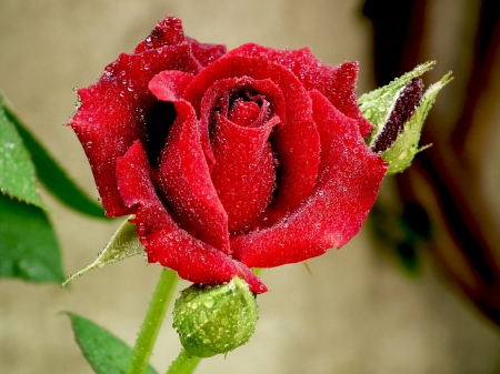 Beautiful Rose