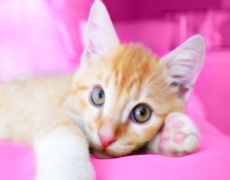 LUNA â™¥ - pink color, cat, kitty, sweet, cute