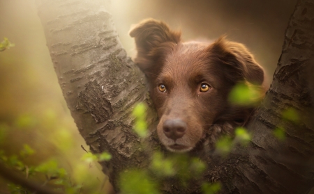 Hiding - brown, puppy, dog, branch, animal, green, chocolate, in the tree