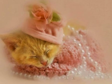 Elegancy - pearls, cat, hat, beeds, funny, kitten, pink, elegancy, sweet, cute