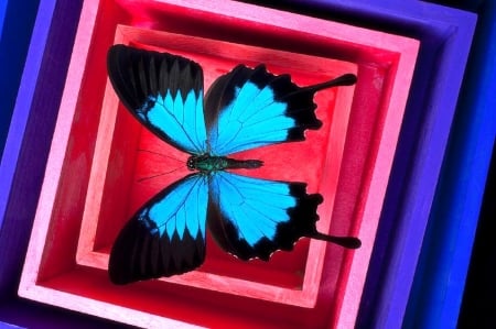 Blue Butterfly - colorful, butterfly designs, blue, butterflies, boxes, love four seasons, animals